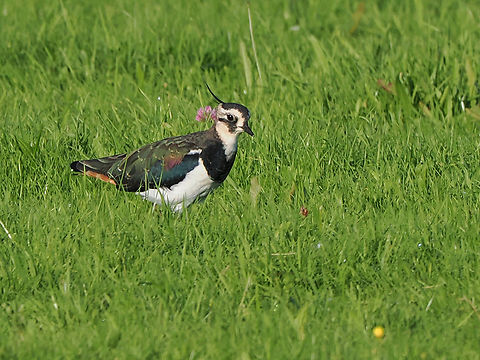 Vanellus vanellus  Geotagged,Germany,Langeoog,Northern lapwing,Summer,Vanellus vanellus