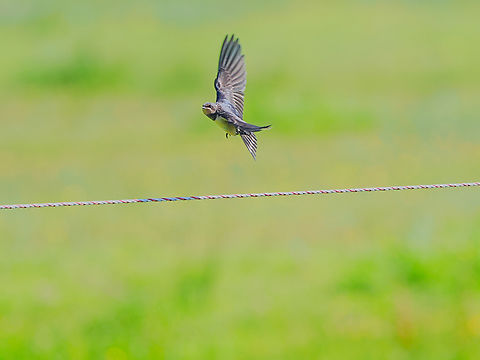 Hirundo rustica flying off Barn Swallow,Geotagged,Germany,Hirundo rustica,Langeoog,Summer