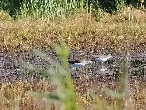 Tringa ochropus quite hidden behind vegetation Geotagged,Germany,Green sandpiper,Langeoog,Summer,Tringa ochropus