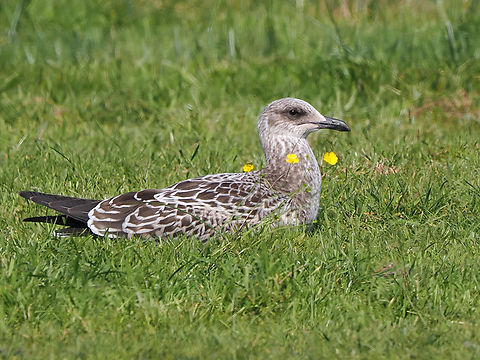 Larus fuscus juvenile Geotagged,Germany,Langeoog,Larus fuscus,Lesser Black-backed Gull,Summer