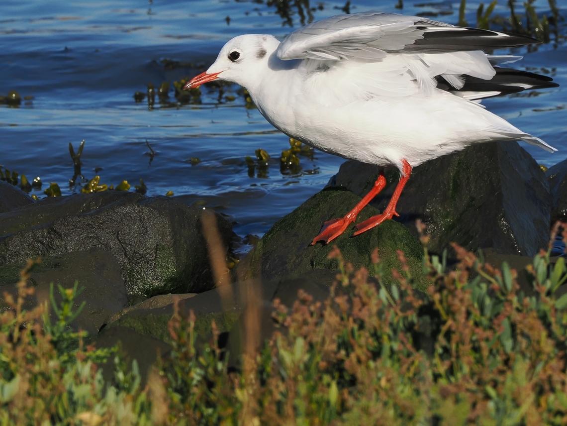 Artemisia maritima view of this interesting plant disturbed by Black-headed gull dragging the focus on itsself.<br />
 Artemisia maritima,Geotagged,Germany,Langeoog,Summer