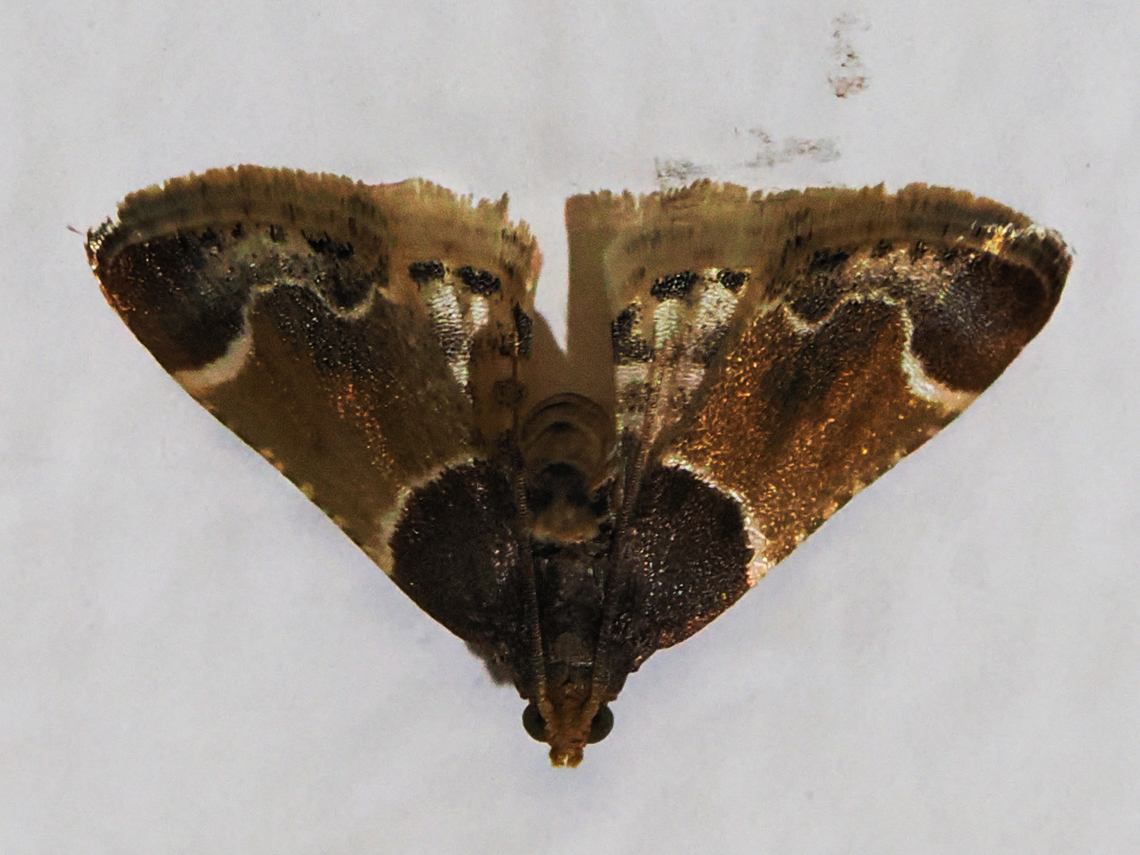 Pyralis farinalis  Fall,Geotagged,Germany,Meal moth,Pyralis farinalis