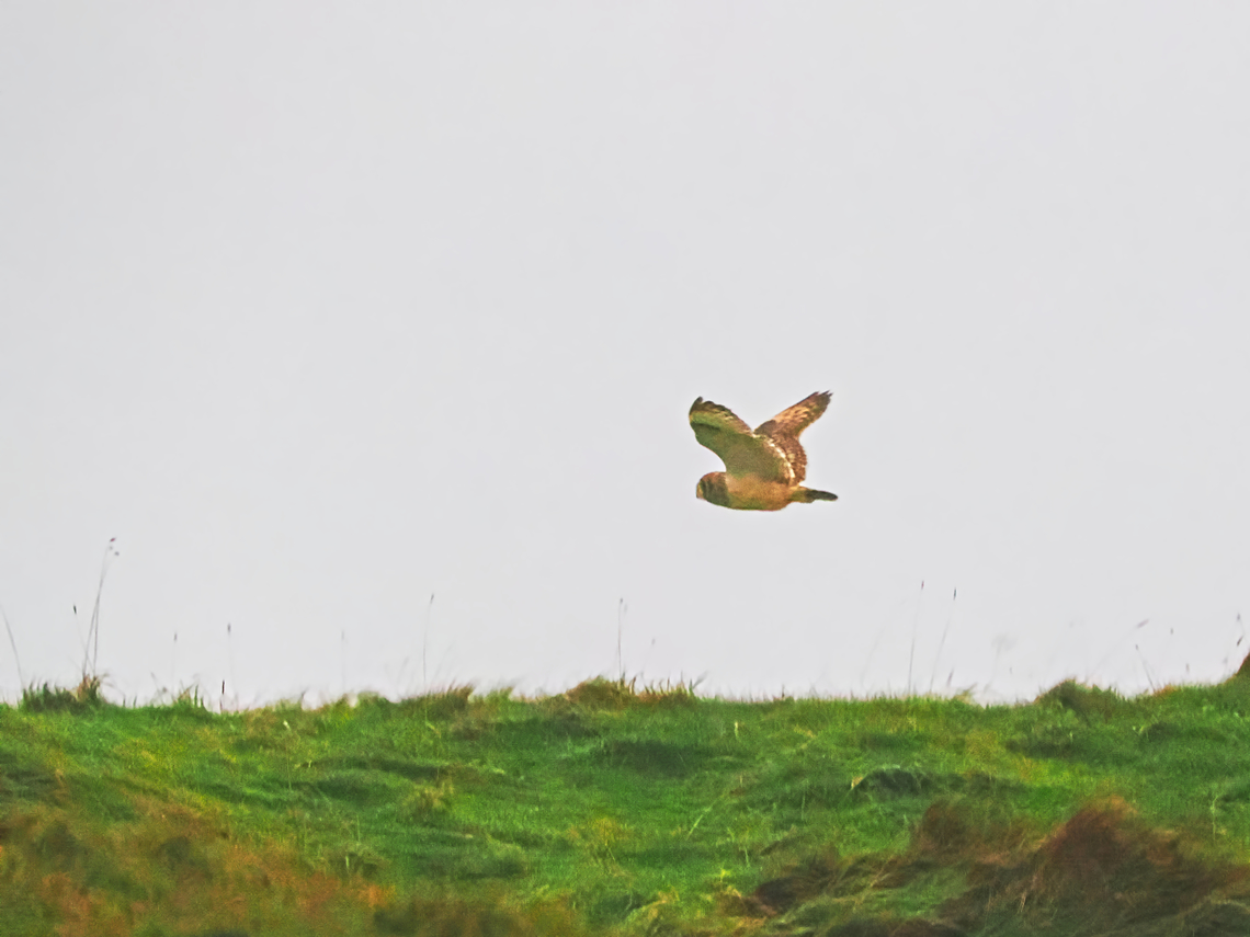 Asio flammeus  Asio flammeus,Fall,Geotagged,Germany,Helgoland,Short-Eared Owl