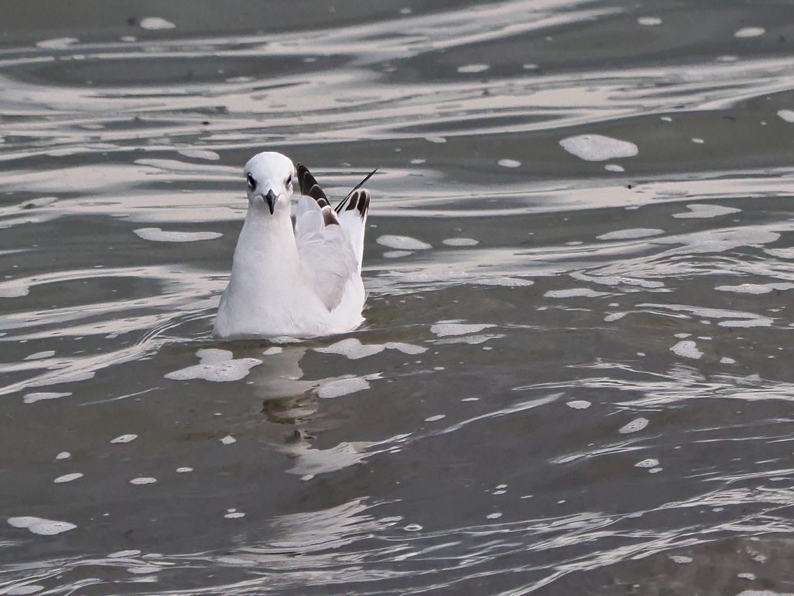 Mediterranean gull  Fall,Geotagged,Germany,Helgoland,Ichthyaetus melanocephalus,Mediterranean gull