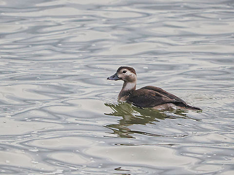 Clangula hyemalis female, non-breeding plumage Clangula hyemalis,Fall,Geotagged,Germany,Helgoland,Long-tailed duck