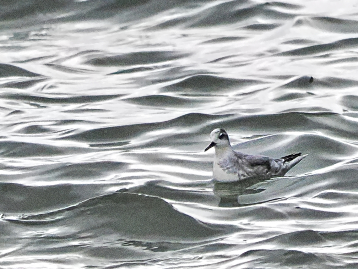 Phalaropus fulicarius non-breeding plumage Fall,Geotagged,Germany,Helgoland,Phalaropus fulicarius,Red phalarope