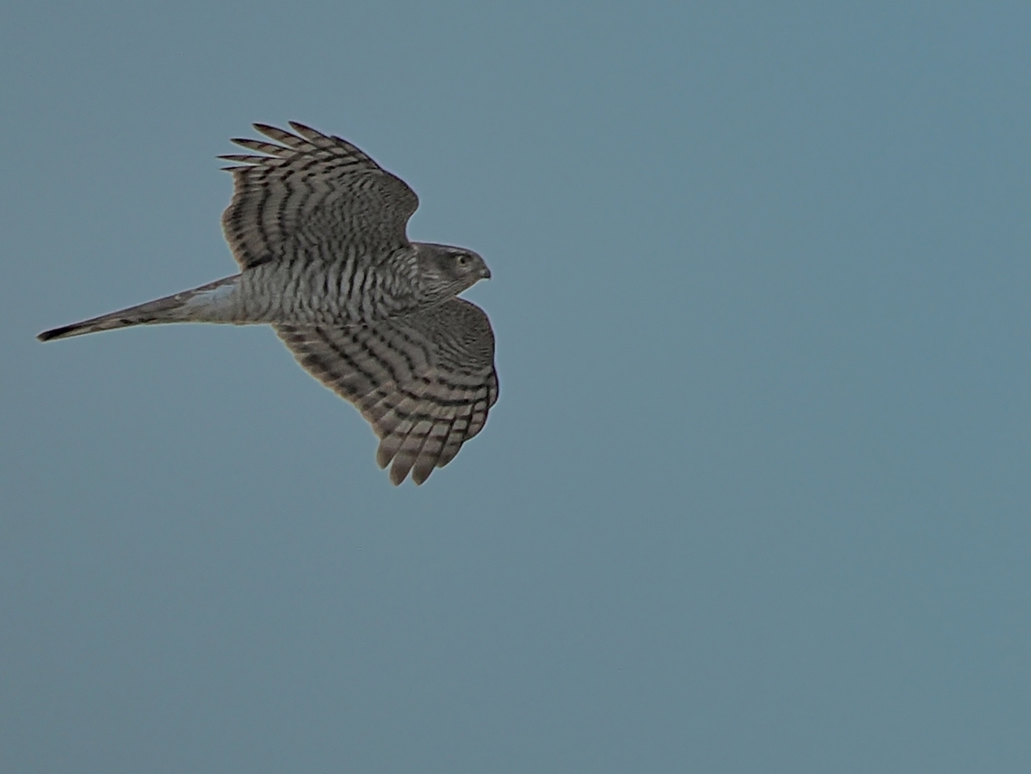 Accipiter nisus  Accipiter nisus,Eurasian Sparrowhawk,Fall,Geotagged,Germany,Helgoland