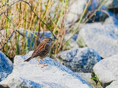 Prunella modularis  Dunnock,Fall,Geotagged,Germany,Helgoland,Prunella modularis