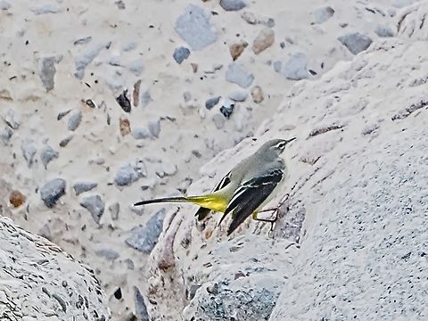 Motacilla cinerea  Fall,Geotagged,Germany,Grey wagtail,Helgoland,Motacilla cinerea