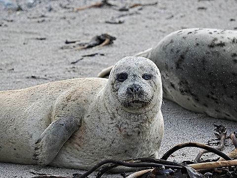 Halichoerus grypus  Fall,Geotagged,Germany,Grey seal,Halichoerus grypus,Helgoland