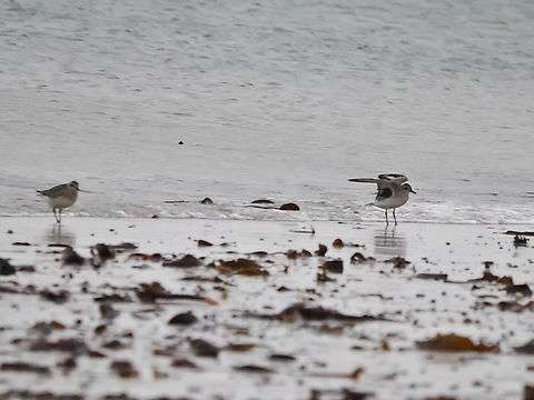 Pluvialis squatarola non-breeding plumage, showing black axillary feathers Fall,Geotagged,Germany,Grey plover,Helgoland,Pluvialis squatarola
