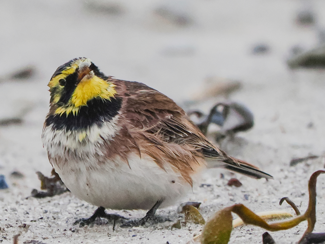 Eremophila alpestris during rain, bird &amp; photographer slightly wet ;) Eremophila alpestris,Fall,Geotagged,Germany,Helgoland,Horned lark