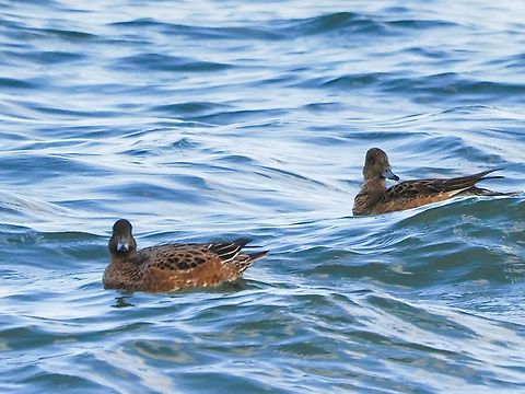 Mareca penelope  Eurasian wigeon,Fall,Geotagged,Germany,Helgoland,Mareca penelope
