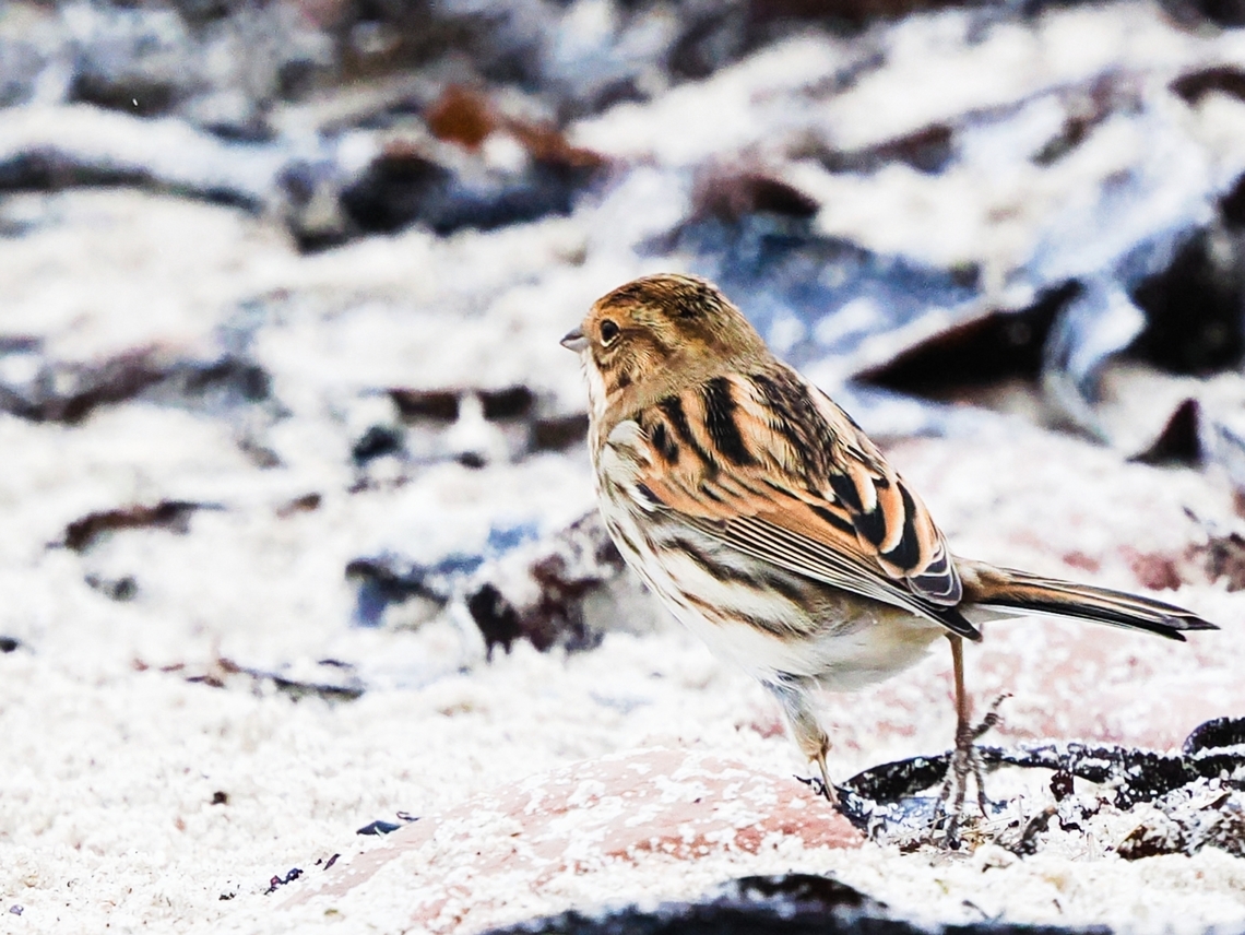 Emberiza schoeniclus  Common reed bunting,Emberiza schoeniclus,Fall,Geotagged,Germany,Helgoland