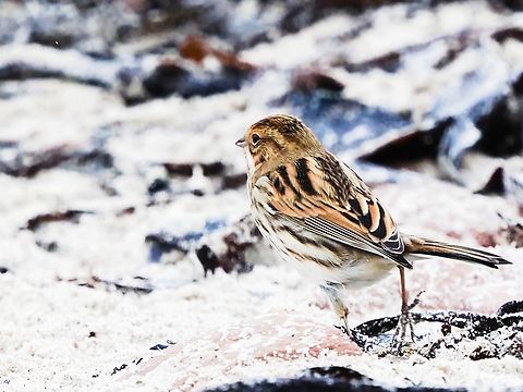 Emberiza schoeniclus  Common reed bunting,Emberiza schoeniclus,Fall,Geotagged,Germany,Helgoland