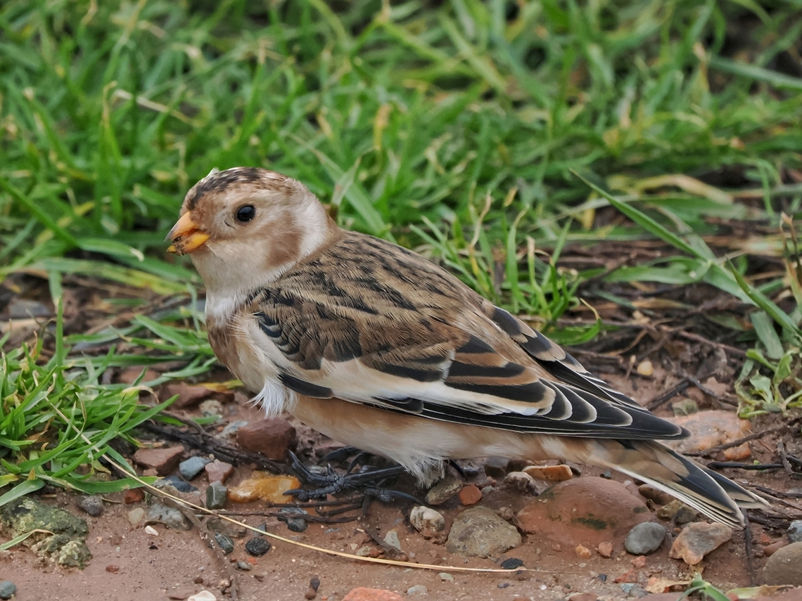 Plectrophenax nivalis  Fall,Geotagged,Germany,Helgoland,Plectrophenax nivalis,Snow bunting