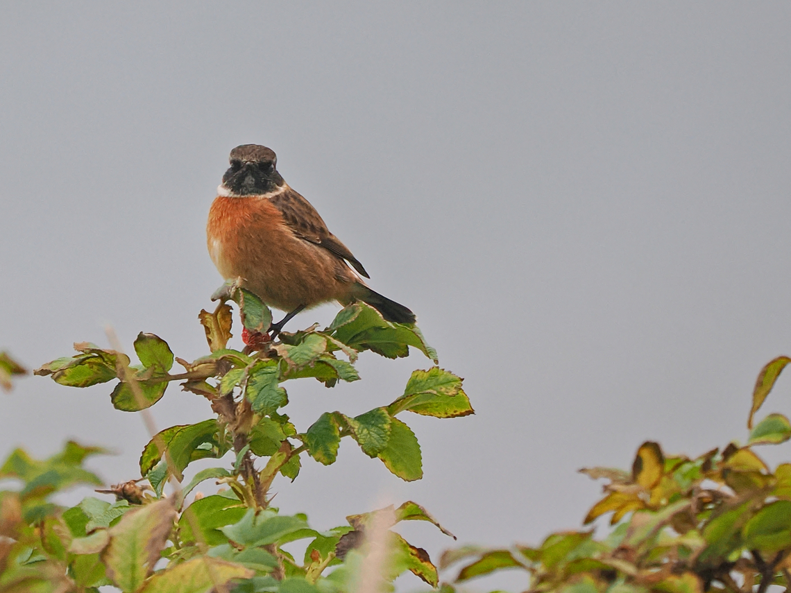Saxicola rubicola  European Stonechat,Fall,Geotagged,Germany,Helgoland,Saxicola rubicola