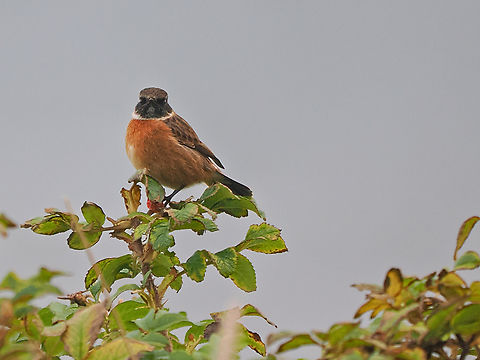 Saxicola rubicola  European Stonechat,Fall,Geotagged,Germany,Helgoland,Saxicola rubicola