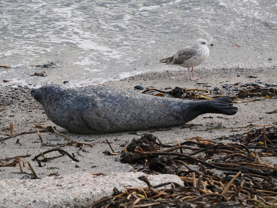 Phoca vitulina  Fall,Geotagged,Germany,Harbor Seal,Helgoland,Phoca vitulina