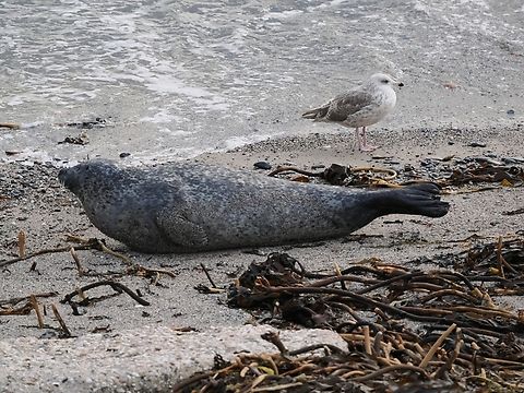 Phoca vitulina  Fall,Geotagged,Germany,Harbor Seal,Helgoland,Phoca vitulina