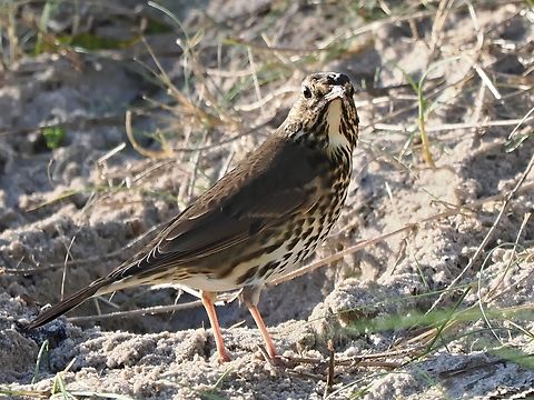 Turdus philomelos  Fall,Geotagged,Germany,Helgoland,Song Thrush,Turdus philomelos