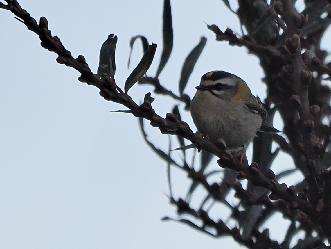 Regulus ignicapilla  Common firecrest,Fall,Geotagged,Germany,Helgoland,Regulus ignicapilla