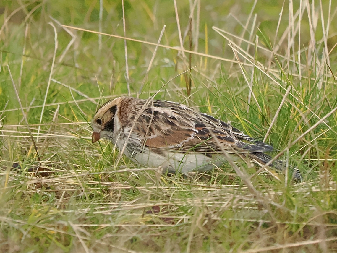 Calcarius lapponicus  Calcarius lapponicus,Fall,Geotagged,Germany,Helgoland,Lapland longspur
