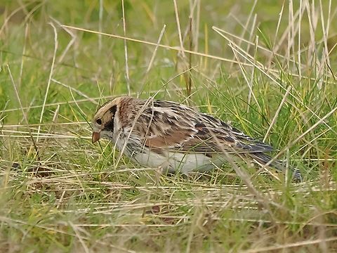 Calcarius lapponicus  Calcarius lapponicus,Fall,Geotagged,Germany,Helgoland,Lapland longspur