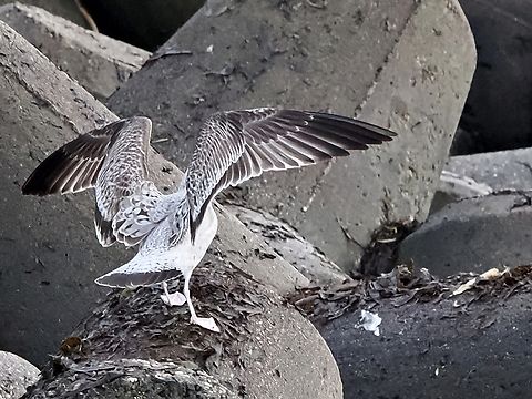 Larus cachinnans  Caspian gull,Fall,Geotagged,Germany,Helgoland,Larus cachinnans