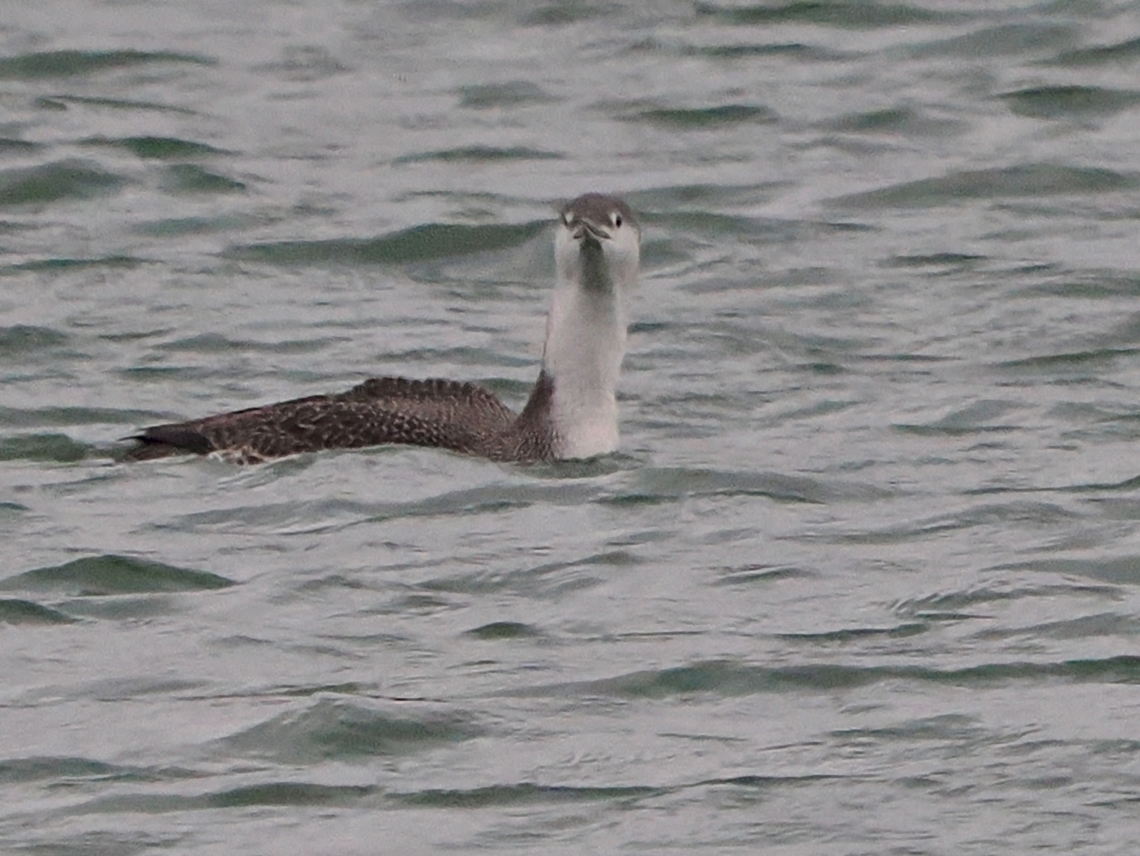 Gavia stellata  Fall,Gavia stellata,Geotagged,Germany,Helgoland,Red-throated loon