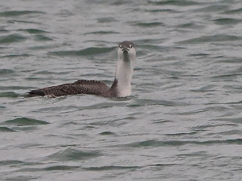 Gavia stellata  Fall,Gavia stellata,Geotagged,Germany,Helgoland,Red-throated loon