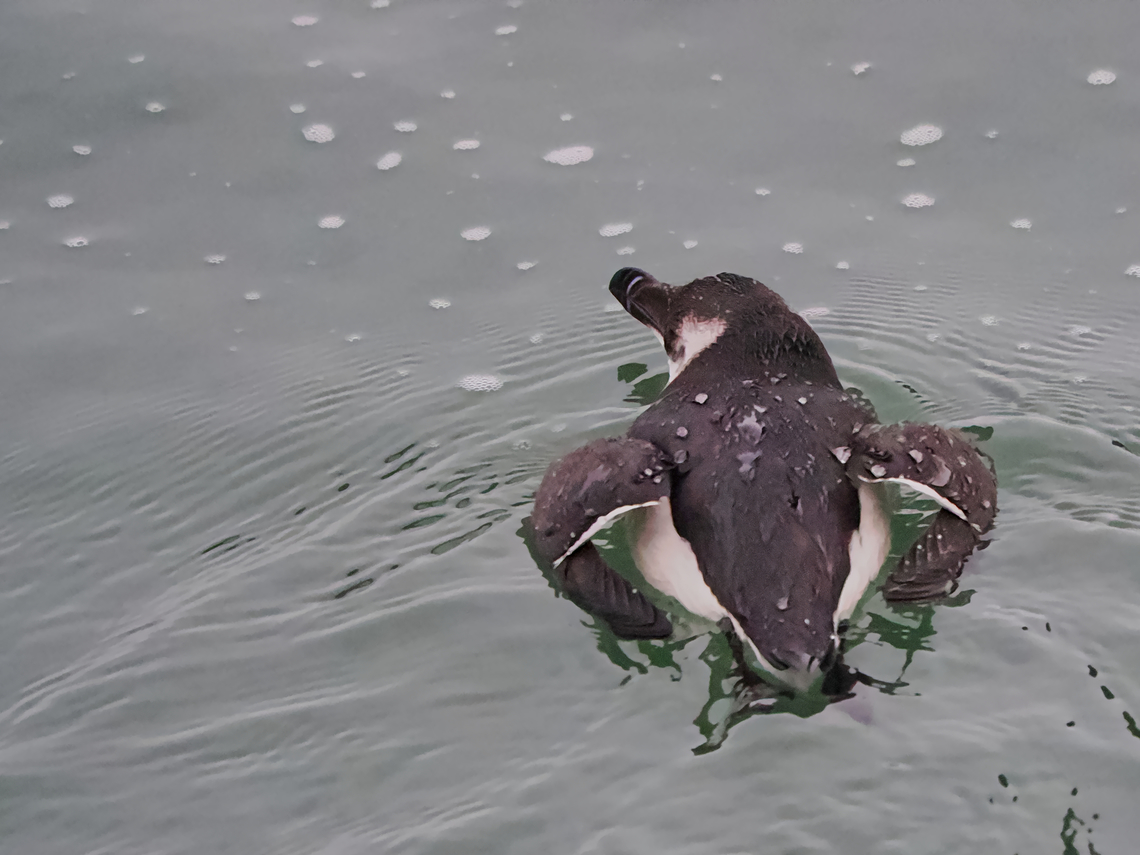 Alca torda  Alca torda,Fall,Geotagged,Germany,Helgoland,Razorbill