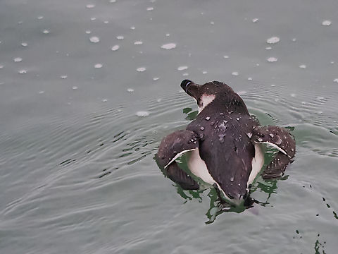 Alca torda  Alca torda,Fall,Geotagged,Germany,Helgoland,Razorbill