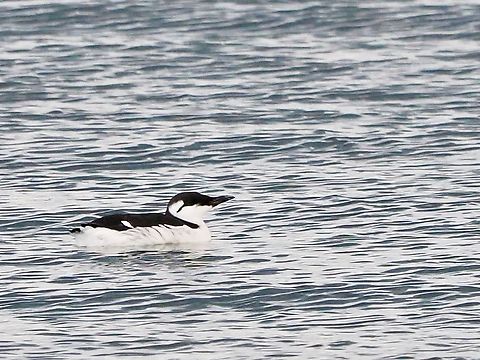 Uria aalge  Common Murre,Fall,Geotagged,Germany,Helgoland,Uria aalge