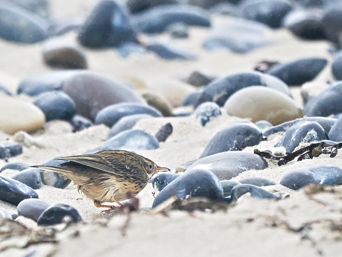 Anthus pratensis missing its meadow Anthus pratensis,Fall,Geotagged,Germany,Helgoland,Meadow pipit