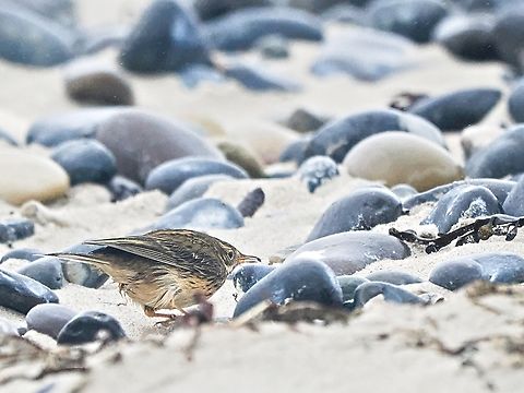 Anthus pratensis missing its meadow Anthus pratensis,Fall,Geotagged,Germany,Helgoland,Meadow pipit