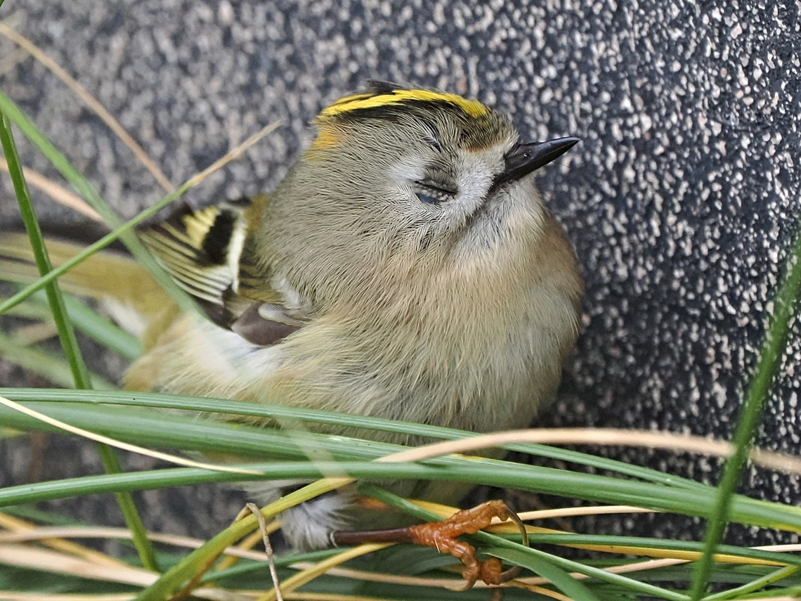 Regulus regulus completely exhausted Fall,Geotagged,Germany,Goldcrest,Helgoland,Regulus regulus