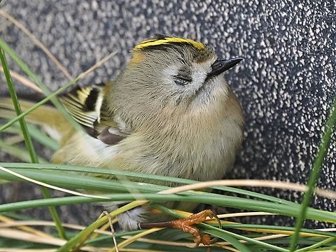 Regulus regulus completely exhausted Fall,Geotagged,Germany,Goldcrest,Helgoland,Regulus regulus