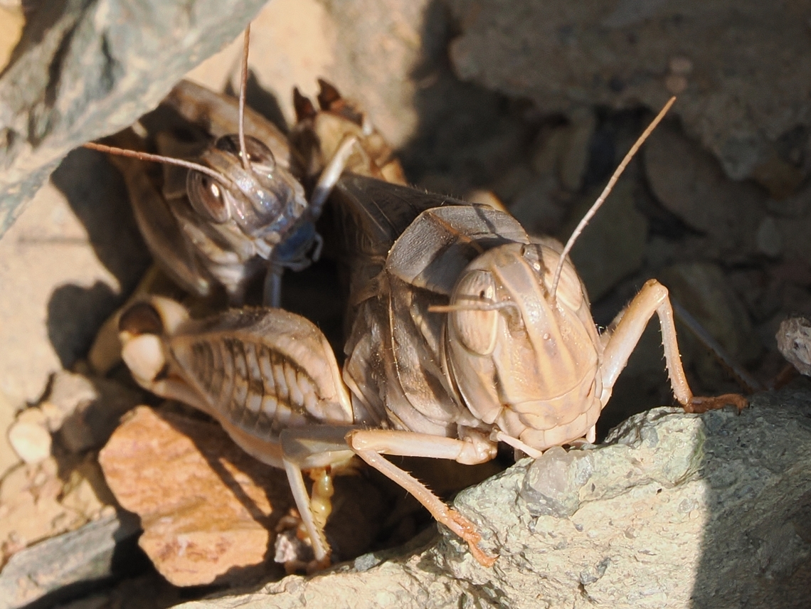 Locusts unknown -> Acorypha clara hiding away in Nizwa, Acorypha clara Acorypha clara,Fall,Geotagged,Nizwa,Oman
