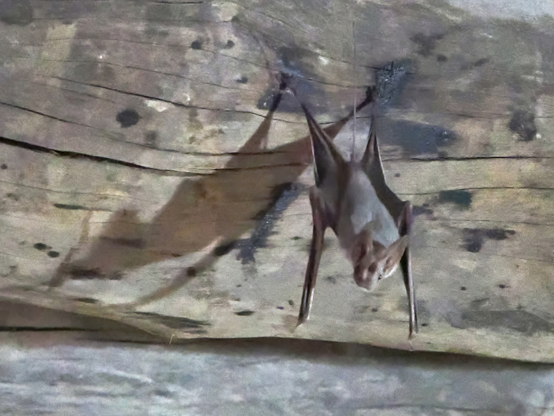 Rhinopoma muscatellum bat in Bahla Fort, Small Mouse-tailed Bat Fall,Geotagged,Oman,Rhinopoma muscatellum,Small mouse-tailed bat