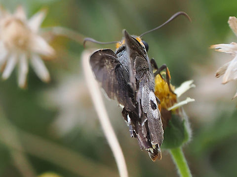 Coeliades anchises butterfly, "normal" view Coeliades anchises,Fall,Geotagged,Oman,One-pip policeman