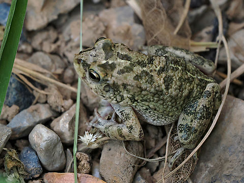 Arabian toad