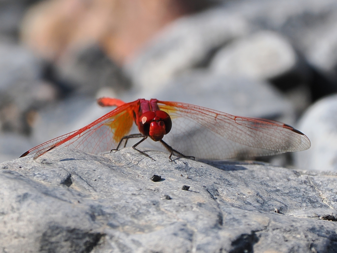 Trithemis arteriosa dragonfly, male Fall,Geotagged,Oman,Red-veined Dropwing,Trithemis arteriosa