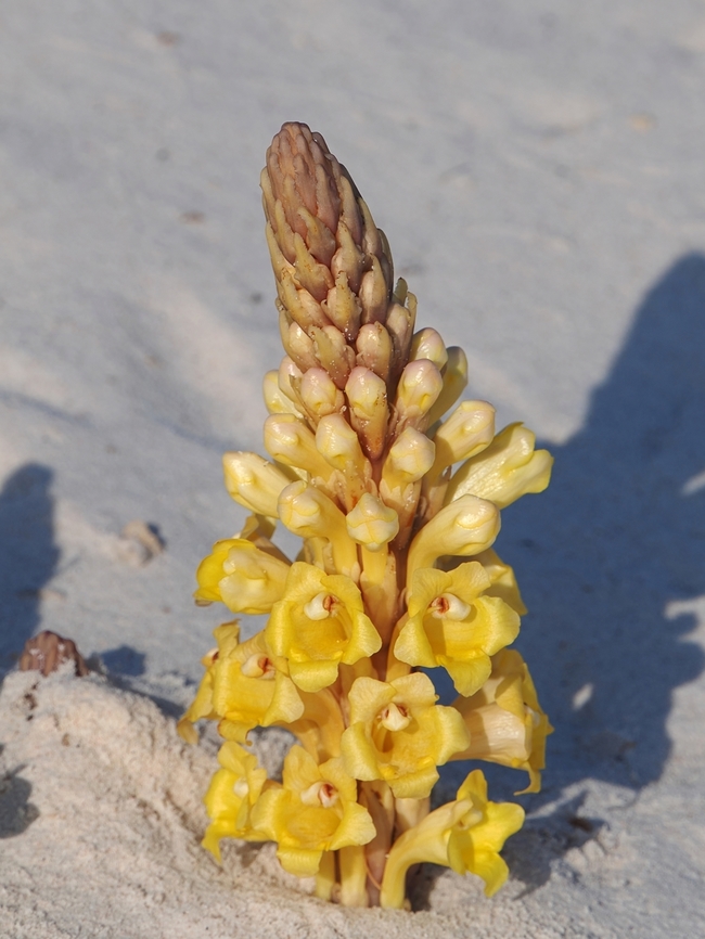 Desert Hyacinth at Barr Al Hikman (برالحكمان ) Barr Al Hikman,Dipterostemon,Dipterostemon capitatus,Fall,Flora,Geotagged,Oman