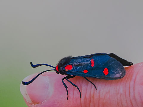 Arabian burnet moth
