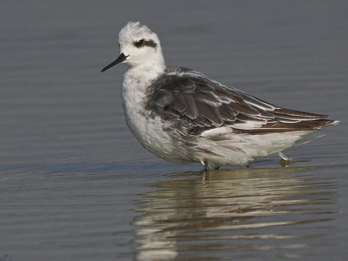 Red-necked Phalarope Salalah, at Khawr Ad-Dahariz (خور الدهاريز) Fall,Geotagged,Oman,Phalaropus lobatus,Red-necked phalarope