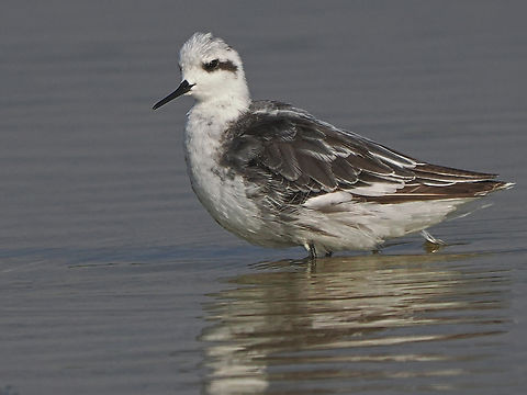 Red-necked Phalarope Salalah, at Khawr Ad-Dahariz (خور الدهاريز) Fall,Geotagged,Oman,Phalaropus lobatus,Red-necked phalarope