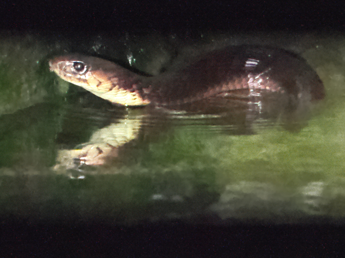 Arabian Cobra during night drive, in the water at Ain Sahalnawt/Sahalnaiot/Sahlounout (عين صحلنوت) Arabian cobra,Fall,Geotagged,Naja arabica,Oman