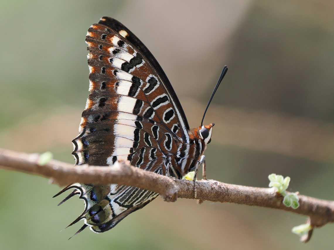 Charaxes hansali at Shaat (شعت) Top View / View Point Charaxes hansali,Cream-banded charaxes,Fall,Geotagged,Oman