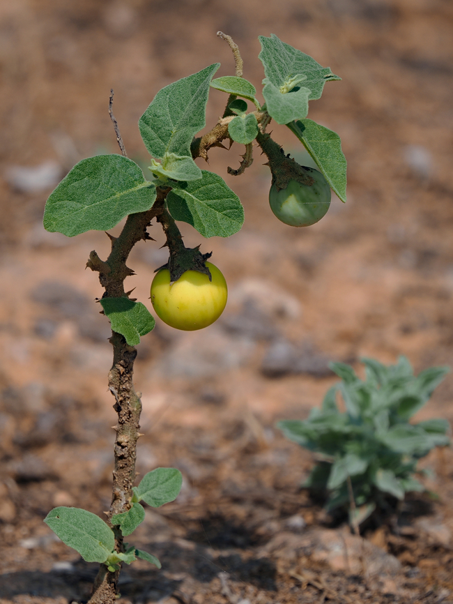 Solanum incanum at Fazayah Beach (الفزايح ) Fall,Geotagged,Oman,Solanum incanum,solanum incanum